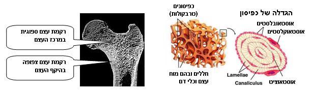 ממבנה האוסטאון ניתן ללמוד שאספקת הדם לעצם היא דלה, יחסית, לאספקת הדם לרקמות אחרות בגוף. בעצם, במקום רשת מסועפת של נימי דם, אספקת מזון וחמצן מתבצעת באמצעות שלוחות האוסטאוציטים.