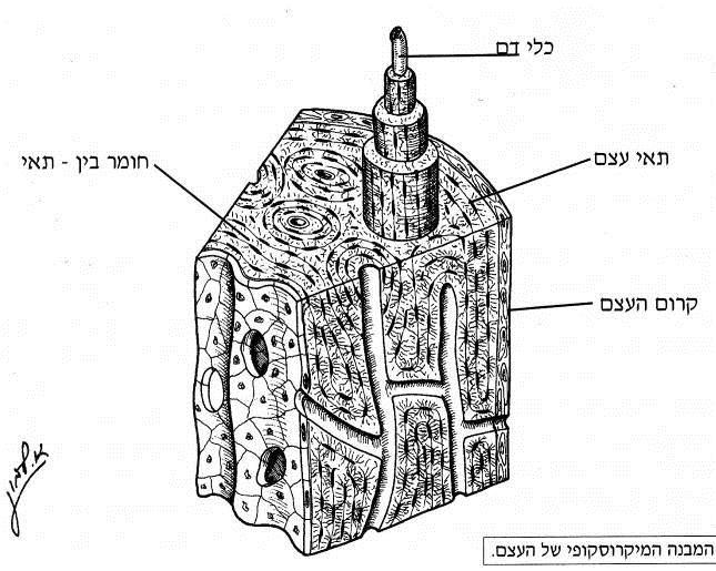 באיור ניתן לראות כי תאי העצם נמצאים בתוך חללים קטנים ברקמת העצם, ונוגעים זה בזה באמצעות השלוחות הציטופלסמטיות הארוכות.