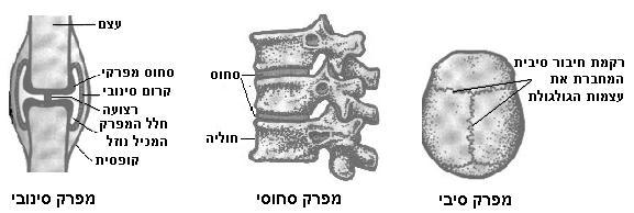 מפרק בעל תנועה מוגבלת, הנקרא מפרק סחוסי Joint(.)Cartilaginous החיבור בין שתי העצמות במפרק זה נעשה על- די י רקמת סחוס )Cartilage( המחוברת לכל אחת מהעצמות.