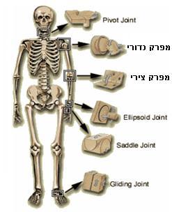 ב. מפרק כדורי Joint( )Ball and socket מפרק המאפשר לעצם לנוע בכל הכיוונים )"סיבוב העצם"(, וכן תנועת סיבוב על ציר העצם שנכנסת למפרק. למשל, מפרק הירך ומפרק הכתף. איור 8 סוגים שונים של מפרקים סינובייים ד.