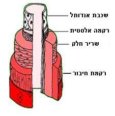 להיכנס לסיסטולה חדשה, כלומר להתכווץ ולהזרים את הדם לגוף. התכווצויות רציפות )טטניות( היו גורמות לאי הזרמה של דם מהלב.
