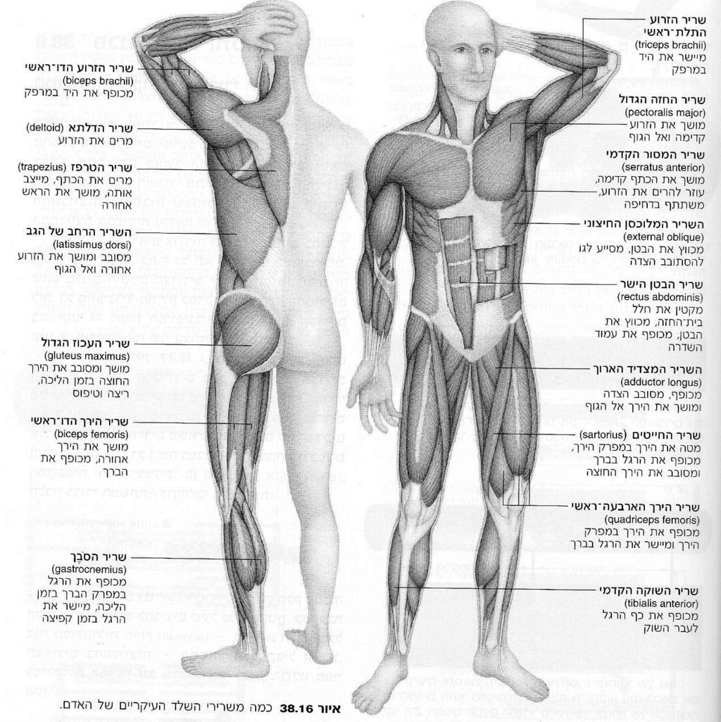 השרירים, והיא חשובה לשמירת היציבה, למשל בעת עמידה במקום או ישיבה על כיסא. מתיחה פתאומית של השריר מעוררת רפלקס המגביר את הטונוס ומתנגד לתנועה הפתאומית.