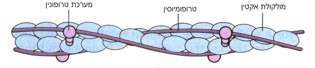 לפני שנכנס לפירוט מנגנון ההתכווצות ברמה המולקולארית, נחזור שוב אל השריר המתכווץ ומניע עצמות הזרוע של היד )איור 6(, ונתאר את מנגנון ההתכווצות בהכללה: העצמות נעות כאשר שרירי השלד המחוברים אליהן