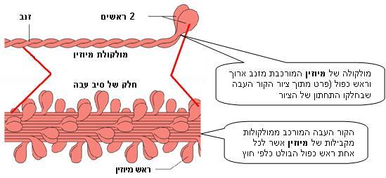 כל תא שריר ותאי השריר מתקצרים כאשר מתקצרות היחידות הבסיסיות המרובות שבתוכם.