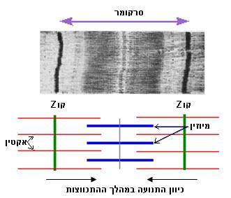 ד. 5. ארגון סיבי האקטין והמיוזין בסרקומר לאחר שלמדנו מהם סיבי האקטין והמיוזין, נבחן כיצד הם מאורגנים בסרקומר, ולאחר מכן נראה כיצד מתרחש מנגנון ההתכווצות של הסרקומר.