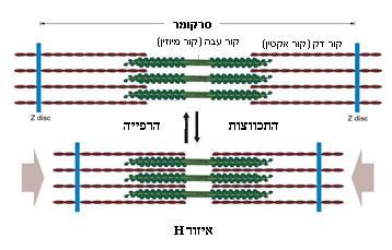ד. 6. מנגנון מודל הקורים המחליקים )=תיאוריית ההחלקה( נשאלת השאלה כיצד מתקצרים הסרקומרים וגורמים לשריר השלד להתכווץ, תוך השקעת אנרגיה?