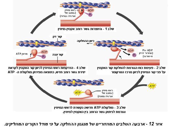 באיור 12 מתוארים ארבעת השלבים המחזוריים על פי מודל הקורים המחליקים, המסביר את מנגנון התכווצות השריר כתוצאה של החלקת קורי האקטין הדקים וקורי המיוזין העבים זה על גבי זה, תוך כדי צריכת אנרגיה המשתחררת