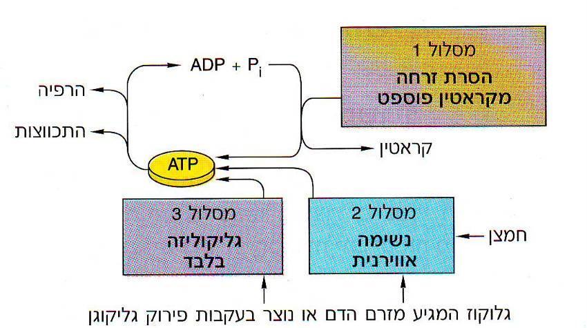 ד. 8. אספקת אנרגיה לשריר כפי שראינו, על פי מודל הקורים המחליקים נדרשת אנרגיה להחלקת-גרירת קורי המיוזין על קורי האקטין.