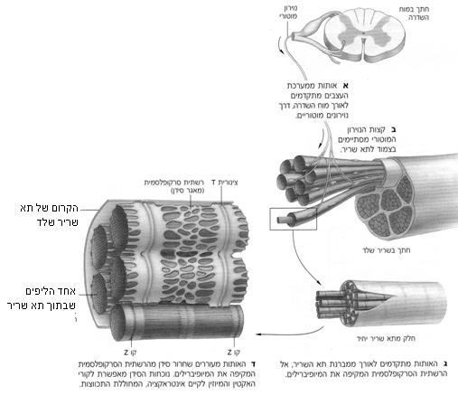 במקום המגע נוצר צומת הנקרא באיור 15(. צומת עצב-שריר junction(,)neuromuscular כפי ניתן לראות איור 15 יחידה מוטורית הכוללת קצה אקסון )חלק מתא עצב( המעצבב שלושה תאי שריר.