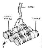 מתוך תמיר, גוף האדם, עמ' 117 צומת עצב-שריר הוא למעשה סינפסה הפועלת בדומה לעקרון הפעולה של סינפסה בין שני עצבים, באמצעות מתווכים עצביים המשתחררים מקצות הסינפסה וגורמים ליצירת פוטנציאל פעולה בקרום התא