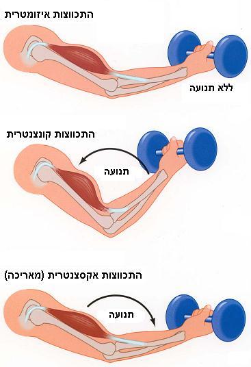 לדוגמא התארכות שרירי הרגליים כאשר יורדים במדרגות. ההתכווצות המאריכה מאפשרת לבצע באופן פעולות של התארכות השריר באופן מבוקר, תוך כדי הפעלת כוח והשקעת אנרגיה.