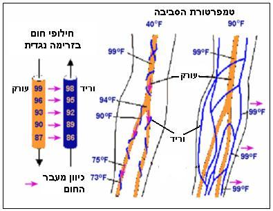בקרה על ויסות טמפרטורת הגוף בסביבה בעלת טמפרטורות נמוכות כשטמפרטורת הגוף יורדת מתחת לערך מסוים, מופעלים מנגנונים להגברת ייצור החום בגוף ולהקטנת איבוד החום מהגוף: 1.