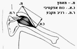 בדומה למצב הקיים כאשר משתנה זוית היישום של הכוח המופעל על זרוע מנוף מעשה ידי אדם, )מצב אותו תיארנו קודם לכן(, גם בפעולת השרירים המניעים את עצמות הגוף, נקבע מומנט הכוח האפקטיבי בכל זווית במפרק בעת
