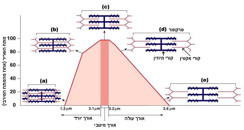 ח. 3. היחס בין אורך השריר למתח שהוא יכול לפתח בניגוד למנופים מכניים, אשר מופעלים באמצעות כוח שמקורו במנוע המפיק את הכוח הנדרש על מנת להתגבר על ההתנגדות )המעמס( בזוויות היישום השונות, המאמץ שמפעיל
