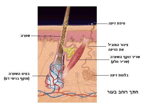בקרה על ויסות טמפרטורת הגוף בסביבה בעלת טמפרטורות גבוהות כשטמפרטורת הגוף עולה מעל ערך מסוים )"טמפרטורה גבוהה"(, מופעלים מספר מנגנונים להגברת איבוד החום: 1.
