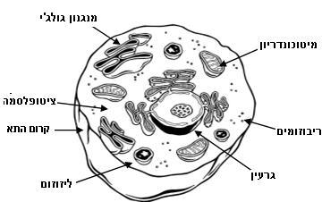 מולקולות ה- ATP בתא. האורגניזמים מארבע ממלכות אלה נקראים לכן איקריוטים )גרעין.)Karyon לעומתם, בתאי ממלכה אחת, החיידקים, אין גרעין, והם נקראים פרוקריוטים.