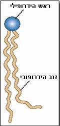 תכונותיו אלה של קרום התא נובעות בראש ובראשונה מתכונותיהם של הפוספוליפידים המרכיבים אותו.