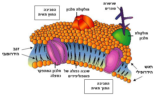 השכבה הכפולה של מולקולות הפוספוליפידים, המרכיבה את הקרום, משמשת מחסום בפני מעבר חופשי של חומרים מסיסים במים )חומרים הידרופיליים(, ומחסום זה הוא אכן גורם ראשוני להפרדה בין הסביבה הפנימית לסביבה