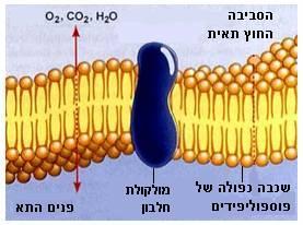 מעבר חומרים דרך הקרום בדיפוזיה ואוסמוזה קרום התא משתתף ביצירת הבדלים בין סוגי המומסים וריכוזיהם בתא ומחוץ לו, הבדל החיוני לתיפקודו התקין של התא.