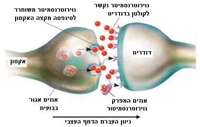 איור - 11 העברת הדחף העצבי בסינפסה באמצעות נוירוטרנסמיטורים המופרשים בתהליך האקסוציטוזה. שאלות מדוע נחשב קרום התא לקרום בררני? 14. אילו תכונות של מרכיבי קרום התא מקנות לו את בררנותו? 15.