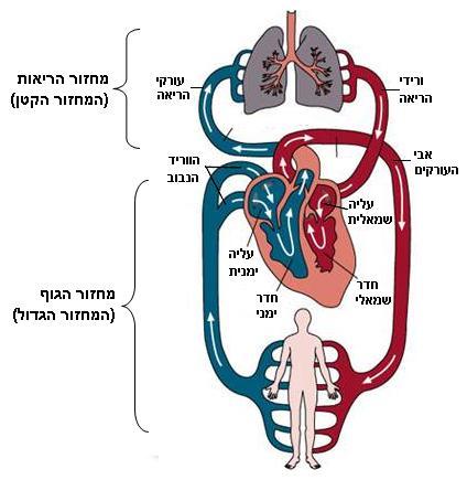 א. מבוא מערכת בהם, פרק 2 הובלת הדם מערכת הובלת הדם system(,)the cardiovascular היא המקשר המורכבת מהלב, מכלי הדם ומהדם הזורם הראשי בין מערכות הגוף, והמוביל המרכזי של חומרים ממקום למקום בגוף, ומהווה