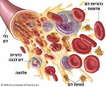 הלב הוא משאבה שרירית היוצרת את הלחץ המניע את זרימת הדם, וכלי הדם הם צינורות המשמשים כנתיבים להובלת הדם בין חלקי הגוף השונים.