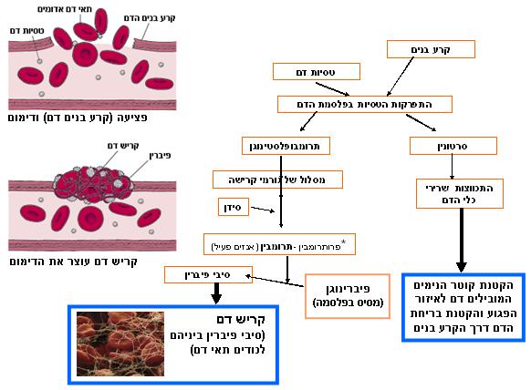תהליך הקרישה מסוכם בתרשים הבא: איור - 5 תרשים זרימה המתאר את תהליך קרישת הדם )מימין( ואת עצירת הדימום )משמאל למעלה( טסיות הדם מכילות חלבונים שונים המעורבים במנגנון ההגנה כנגד אובדן דם ממערכת ההובלה,