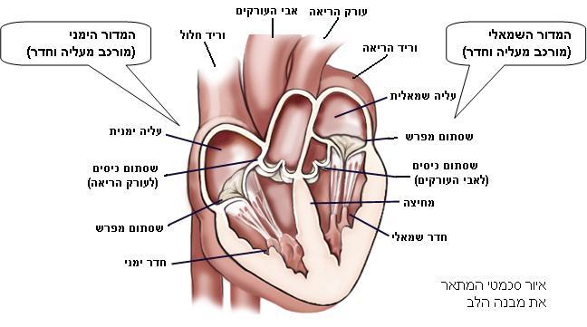בצידו השמאלי של הלב עליה וחדר הדוחפים את הדם לאבי העורקים ובאמצעותו לכלל רקמות הגוף )פרט לריאות( ל"מחזור הדם הגדול".)הנקרא גם "מחזור לב-גוף"( ראו פירוט בסעיף על מחזור הדם הכפול.