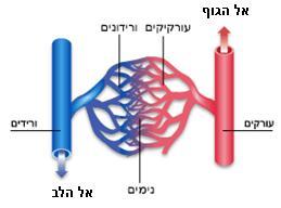 כלי הדם המובילים את הדם הינם משלושה סוגים: כלי דם המובילים דם )arteries( עורקים מהלב, ועורקיקים )Arteriole( המתפצלים מהם והופכים בהמשך לנימים. כלי דם המקשרים בין )capillaries( נימים העורקים לוורידים.