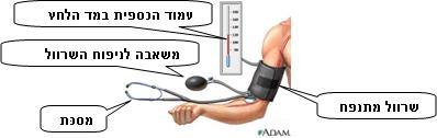 לעורקיקים ולנימים )בכך נעסוק בהמשך(.