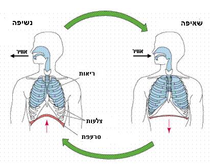 כאשר אדם מדבר ואוכל בו זמנית, עלולים להיכנס חלקיקי מזון, או טיפות נוזלים, לגרונו ולגרום לגירויים ואף לקשיי נשימה. במצב בכזה נהוג לומר שהאדם "הקדים קנה לוושט".