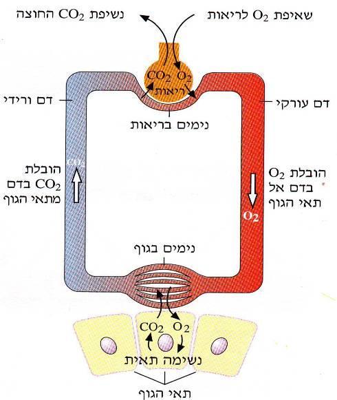 האווירנית נעשה שימוש במולקולות חמצן ונוצרות מולקולות של פד"ח, אותו יש צורך להרחיק מהגוף.