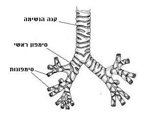 ה- הגרון )Larynx( הגרון הוא הפרוזדור לכניסת חמצן לריאות ומזון למערכת העיכול והאיבר האחראי על יצירת קולות.הגרון הוא, למעשה, הפתח היחיד בגוף שדרכו נכנסים חומרים החיוניים לחיים.