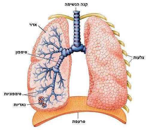 הסימפונות) Bronchus, ברביםBronchi ( הינם נתיבי האוויר המקשרים בין הקנה לנאדיות הריאה. שני צינורות המסתעפים מהקנה צינור אחד לכל אחת מהריאות, ובהמשכם מתפצלים לצינורות דקים יותר )הסימפוניות,.