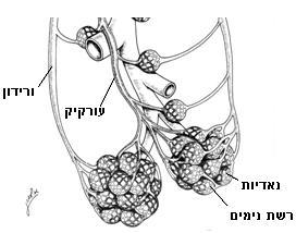 דומה לזה של מגרש טניס )כ- 300 מטרים רבועים!(. שטח פנים גדול זה מייעל מאד את תהליך חילוף הגזים.