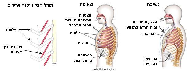 רבה של חמצן, ובמקביל לסילוק כמות גדולה של פד"ח. במצב זה השאיפה היא פעילה )התכווצות שריר הסרעפת( והנשיפה סבילה )הרפיית שריר הסרעפת(.