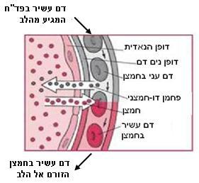 באיור 14 מתואר באופן סכמטי תהליך הדיפוזיה של החמצן והפד"ח בין האוויר שבנאדיות הריאה לדם שבנימים.