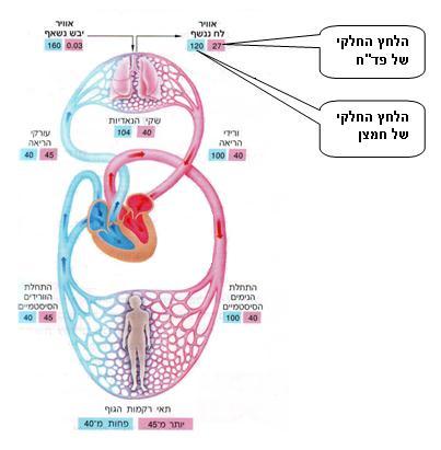 להלן איור מסכם של מחזור הדם ובו מתוארים הלחצים החלקיים של החמצן )משמאל, בכל צמד מספרים( ושל הפד"ח )מימין( באוויר היבש הנשאף )האוויר