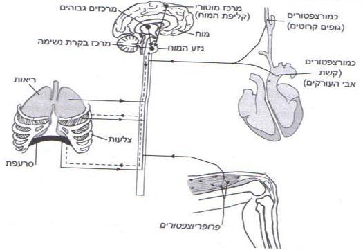 באיור 16 מתוארים באופן סכמטי סוגי הגירויים העיקריים )כימיים ועצביים( המשפיעים על מרכז הנשימה.