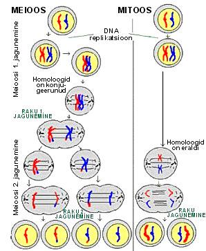 P Populasioonigeneeika genoüüpide asemel Joonis.4.