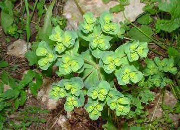 11. Euphorbiaceae Μια ετερογενής και αρκετά ενδιαφέρουσα οικογένεια ταξινομικά και γυρεολογικά.