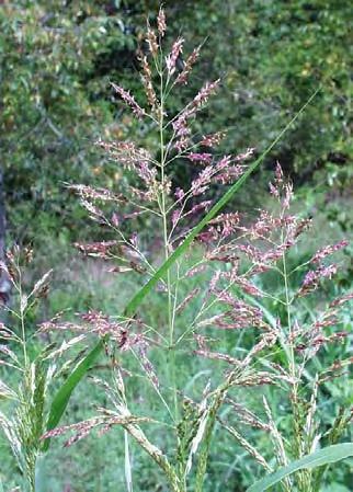 Sorghum halepense L., Pers. Syn. Pl.1: 101 (1805) Πολυετές φυτό με άφθονα έρποντα ριζώματα Βλαστοί 50 150 cm με λεπτά τριχίδια στους κόμβους.