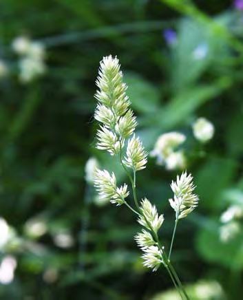 Dactylis glomerata L., Sp. Pl. 71 (1753) Αναπτυσσόμενο σε πυκνές τούφες, συνήθως γλαυκό. Βλαστοί που φτάνουν τα 100(-200) cm όρθιοι ή κεκλιμένοι. Βλαστοί χωρίς άνθη συνήθως πεπιεσμένοι.