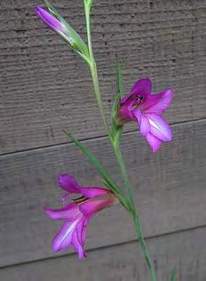 Gladiolus italicus Miller, Gard. Dict. Ed. 8, no. 2 (1768) Βολβώδες πολυετές φυτό ύψους 50 100 cm. Φύλλα 3 5, πλάτους 5 17 mm τα πάνω πιο στενά από τα κάτω, με ακανόνιστη νεύρωση.