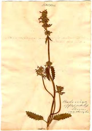 Stachys cretica L., Sp. Pl. 581 (1753) Βλαστοί 20 80 cm, τριχωτοί.