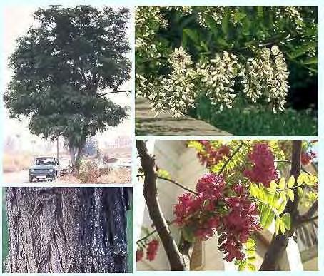 Robinia pseudoacacia L., Sp. Pl. 722 (1753) Ένα φυλλοβόλο δέντρο που φτάνει τα 25 m συχνά με παραφυάδες. Ο φλοιός του κορμού είναι γκρι καφέ και έχει ανώμαλες ρωγμές.