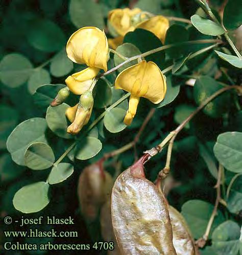 Colutea arborescens L., Sp. Pl. 723 (1753) Έντονα διακλαδισμένος φυλλοβόλος θάμνος που φτάνει σε ύψος τα 6 m. Οι νεαροί βλαστοί συχνά είναι ελαφρά τριχωτοί και αργότερα γίνονται λείοι.