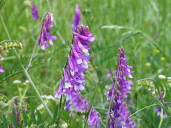 Vicia villosa Roth, Tent. Fl. Germ.2(2): 182 (1793) Μονοετές 30 200 cm σχετικά λεπτό και σχεδόν άτριχο.. Φύλλα με 4 12 ζεύγη γραμμοειδών επιμηκών φυλλαρίων.
