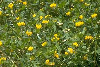 Lotus ornithopodioides L., Sp. Pl. 775 (1753) Χνουδωτό μονοετές φυτό με έρποντα βλαστό μήκους 10 50 cm. Φύλλα έμμισχα φυλλάρια 8 30 4 16 mm, ελλειπτικά, το χαμηλότερο συχνά με μια καρδιόσχημη βάση.