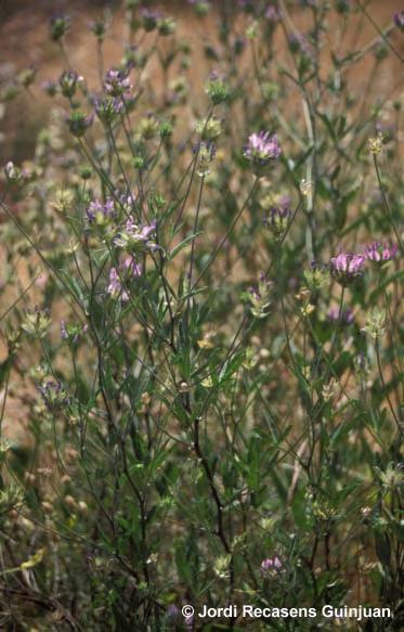 Psoralea bituminosa L., Sp. Pl. 763 (1753) Βλαστοί 20 100 cm, λίγο ή πολύ χνοώδεις με οσμή βιτουμίου.